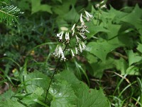 四季の山野草 カニコウモリ