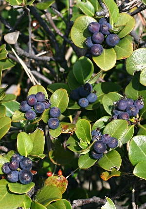 四季の山野草 マルバシャリンバイ