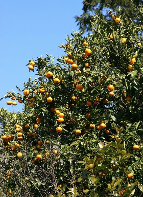 四季の山野草 ミカン