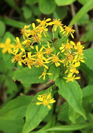 四季の山野草 ミヤマアキノキリンソウ