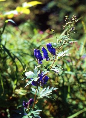 四季の山野草 ヤマトリカブト