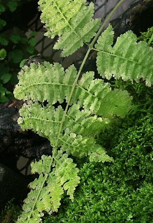 四季の山野草（ムニンミドリシダ）