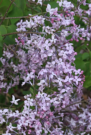 四季の山野草 ムラサキハシドイ