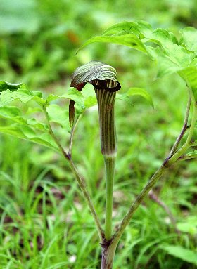 四季の山野草 コンニャク