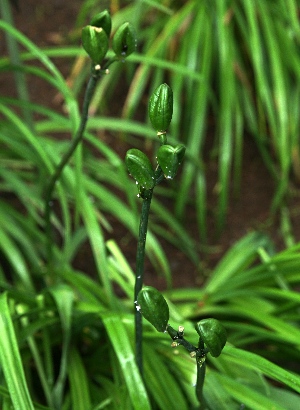 四季の山野草 ムサシノキスゲ 四季の山野草 ムサシノキスゲ