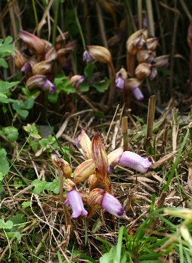 植物・南蛮キゼル 里山の野草 ナンバンギセル