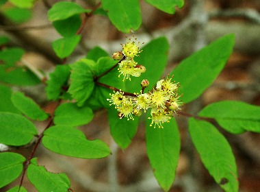 四季の山野草 ナンキンナナカマド