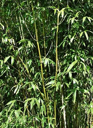 大名竹 スズコナリヒラ竹 鈴子業平竹1本 無農薬栽培｜Yahoo