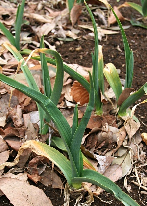 四季の山野草 ニンニク