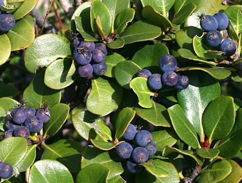 四季の山野草 マルバシャリンバイ