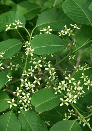 四季の山野草（マユミ）