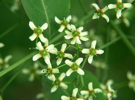 四季の山野草 マユミ