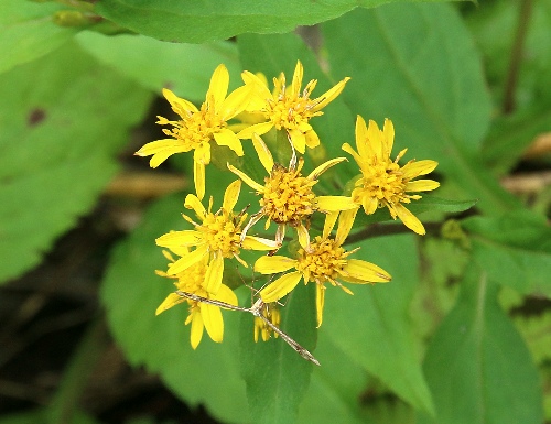 四季の山野草 ミヤマアキノキリンソウ