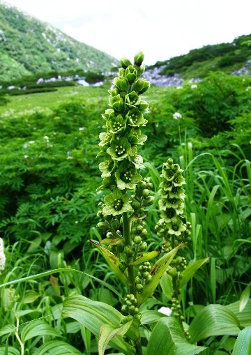 四季の山野草 ミヤマバイケイソウ