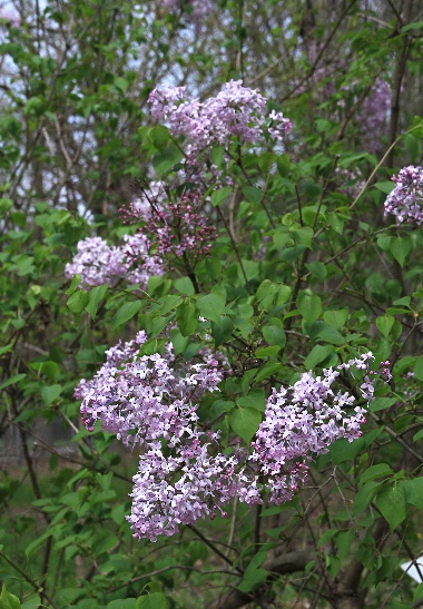 四季の山野草 ムラサキハシドイ