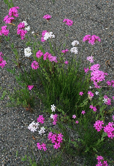 四季の山野草 ムシトリナデシコ