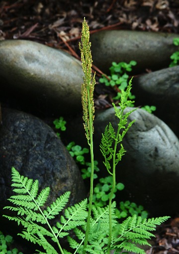 四季の山野草（ナツノハナワラビ）