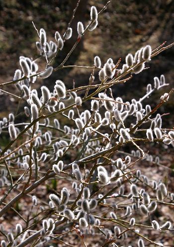 四季の山野草 ネコヤナギ