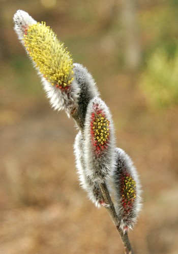 四季の山野草 ネコヤナギ