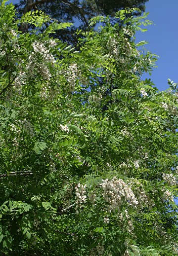 四季の山野草 ニセアカシア