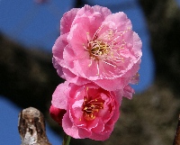 四季の山野草（ミカイコウ）