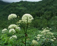 四季の山野草（ミヤマシシウド）
