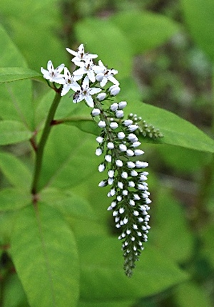 四季の山野草 オカトラノオ