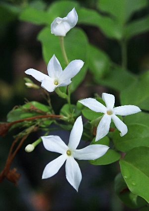 四季の山野草 オオバナソケイ