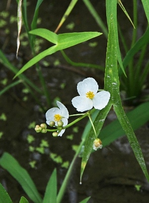 四季の山野草 クワイ