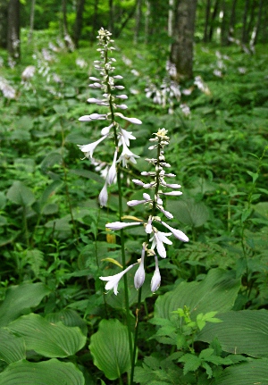 四季の山野草 オオバギボウシ