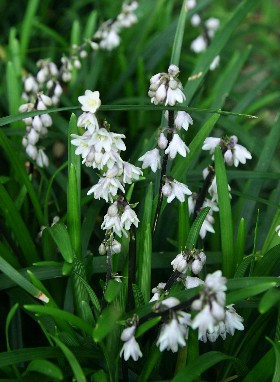 四季の山野草 オオバジャノヒゲ