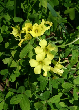 四季の山野草 オオキバナカタバミ