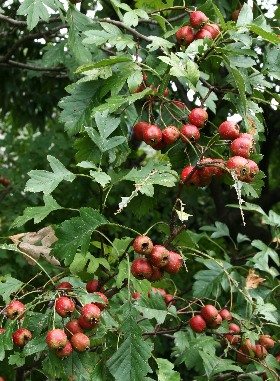 四季の山野草 オオミサンザシ