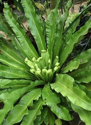 四季の山野草 オオタニワタリ