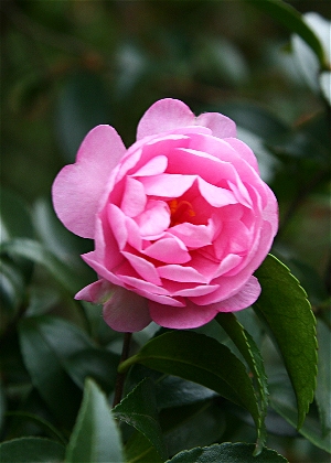 四季の山野草 オトメサザンカ