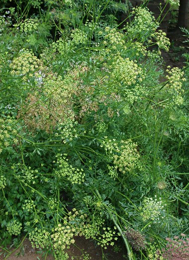 四季の山野草 オランダゼリ