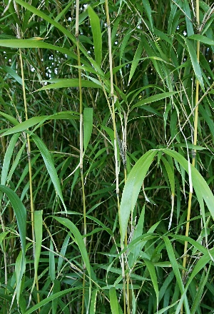 四季の山野草（ラセツチク）