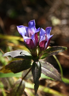 四季の山野草 リンドウ