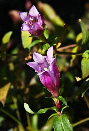 四季の山野草 リンドウ