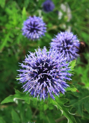 四季の山野草 ルリタマアザミ