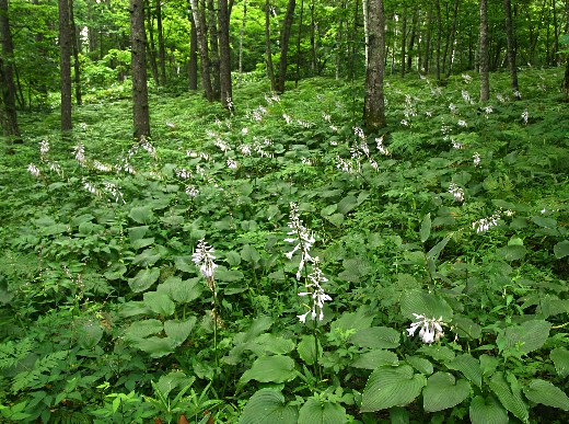 四季の山野草 オオバギボウシ