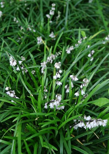 四季の山野草 オオバジャノヒゲ