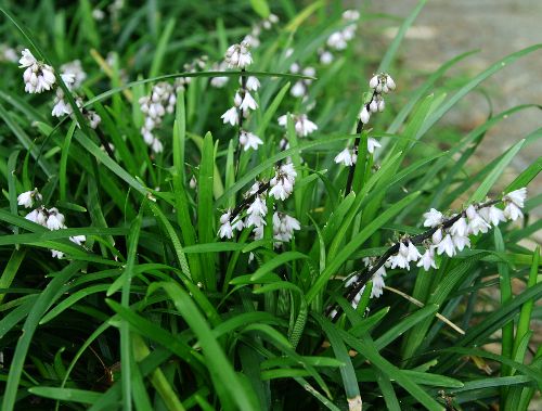 四季の山野草 オオバジャノヒゲ