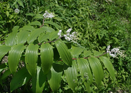 四季の山野草（オオバユキザサ）