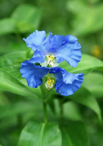 四季の山野草 オオボウシバナ