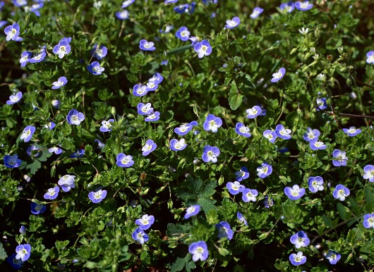 四季の山野草 オオイヌノフグリ