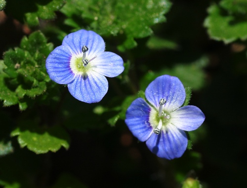 四季の山野草 オオイヌノフグリ