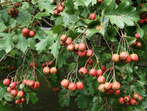 四季の山野草 オオミサンザシ