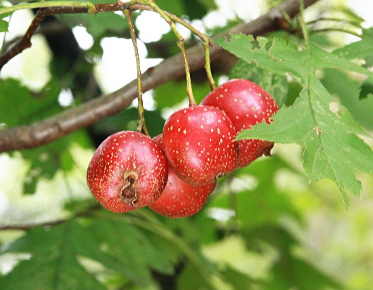 四季の山野草 オオミサンザシ