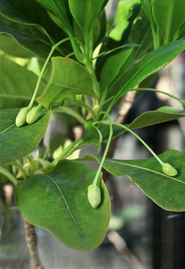 四季の山野草（オオミトベラ）
